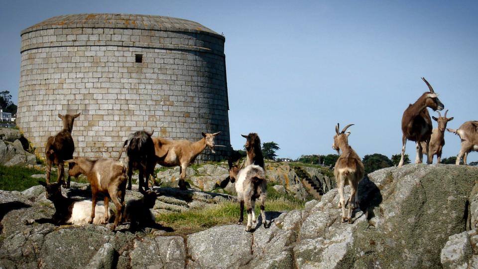 dalkey-island-goatherd-via-irish-times-see-info | Knocklyon History Society